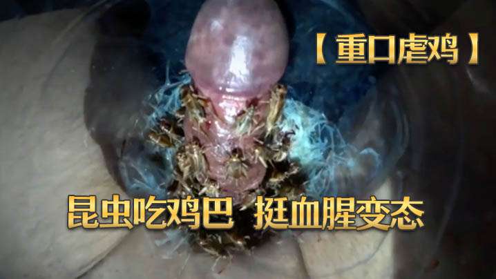 重口虐鸡尝试让昆虫吃鸡巴挺血腥变态- www.jdav.vip